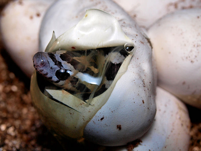Snake Egg Hatching fertile eggs and one slug