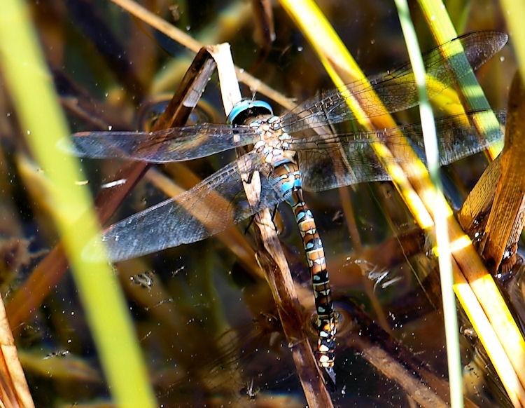 ovipositing-dragonfly.jpg